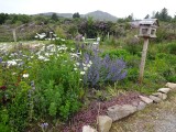 tuin