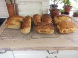 vers brood