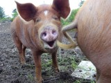 happy piggy