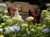 de dames achter de ..uhm.. hortensias
