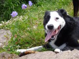doggy