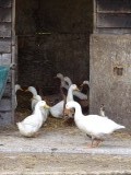 Eenden en een gans die serieus denkt dat die een eend is