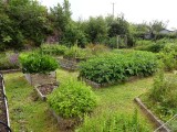 groententuin