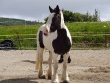 molly mijn paard