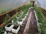 polytunnel binnekant