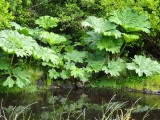 prehistorische plant met mega bladen
