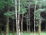 het donkere bos hier op het land