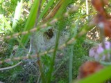 trechterwebspin