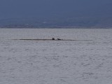zeehondjes