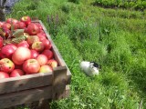 appels oogsten met goed gezelschap (2)
