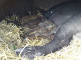 biggetjes