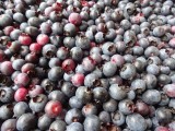 blueberries