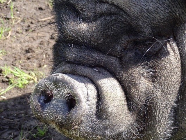 oink 2