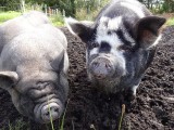 oink