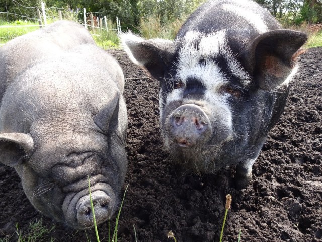 oink