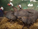 ugly turkey