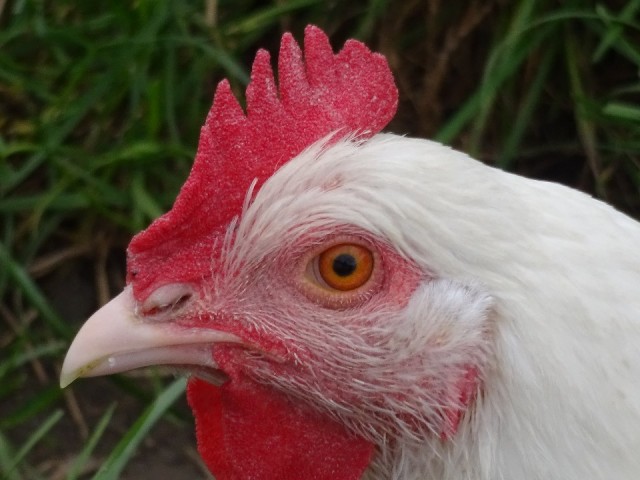 knapperd