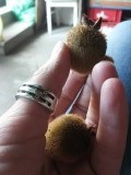 mini kiwi
