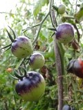 paars met groene tomaten