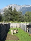 schaap natuurlijk ook vertegenwoordigd