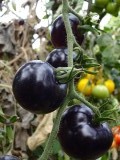 zwarte tomaten