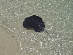 rog