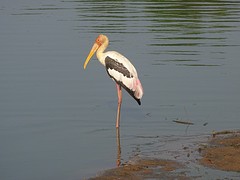 vogel