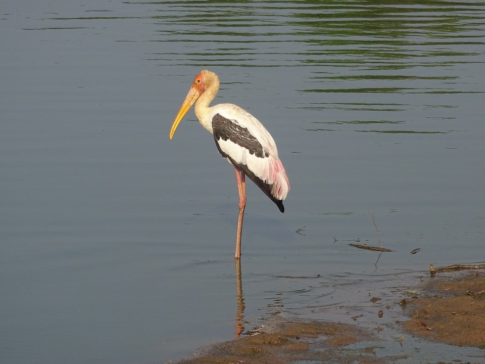 vogel