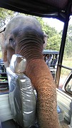 brutale olifant