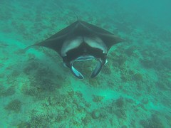 mantarog
