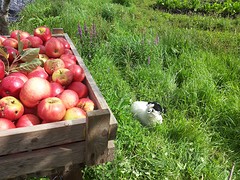 appels oogsten met goed gezelschap (2)