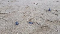 Baby-schildpadjes ...ga maar gauw naar