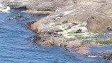 Cape Bridgewater Seal Colony