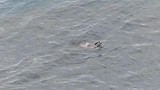 Seal for the show