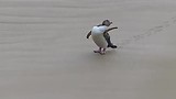 Pinguin IV
