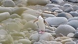 Pinguin V