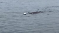 Whale & dolphin watching Husavik