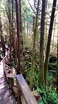 Rainforest trail