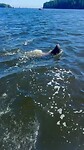 Zeeleeuw op meter afstand achter de boot