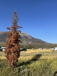 Verbrande en verdorde bomen op de camping @Jasper