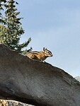 Alvin the chipmunk 🥰 op t dak van de VVV