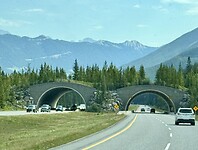 Ook hier hebben ze ‘wildlife tunnels’