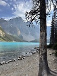 Moraine Lake, met boom 😉