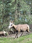 Big horn sheep, vrouwtje