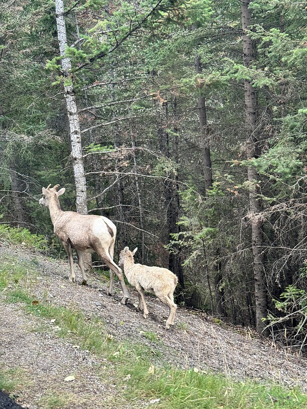 Big horn sheep