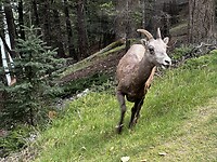 Big horn sheep