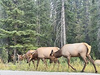 Wapiti langs de openbare weg @VermillionLakes
