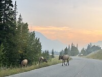 Wapiti’s op de weg