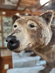 Hallo, mr. Grizzly