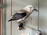 Clark’s nutcracker (ja, zo heet ie echt!), gezien bij Lake Louise